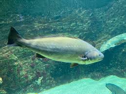 Image result for Argyrosomus regius