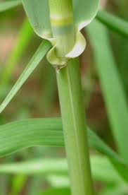 Attēlu rezultāti vaicājumam “Phragmites communis leaf”