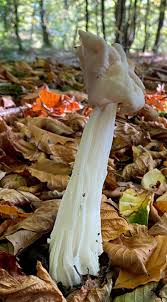 Attēlu rezultāti vaicājumam “Helvella”