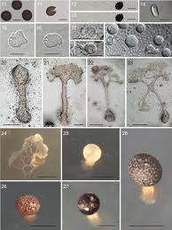 Attēlu rezultāti vaicājumam “Physarum bivalve spores”