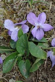 Attēlu rezultāti vaicājumam “Viola hirta”