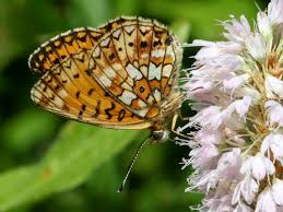 Attēlu rezultāti vaicājumam “Clossiana selene upperside”