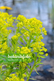 Attēlu rezultāti vaicājumam “Euphorbia palustris”