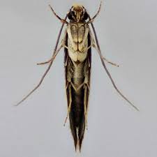 Attēlu rezultāti vaicājumam “Monopis weaverella”