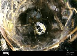 Attēlu rezultāti vaicājumam “Phylloneta cocoon”