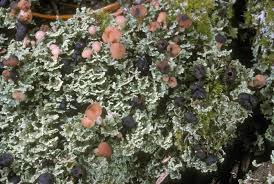 Attēlu rezultāti vaicājumam “Cladonia”