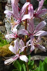 Image result for Diptam