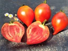 Afbeeldingsresultaat voor marizol purple tomato