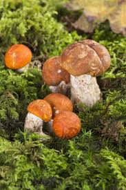 Attēlu rezultāti vaicājumam “Leccinum versipelle”