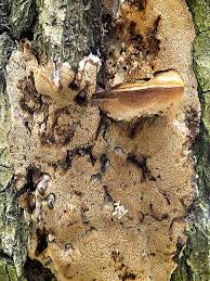 Attēlu rezultāti vaicājumam “Antrodia macra”