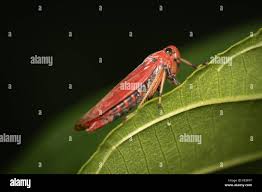 Attēlu rezultāti vaicājumam “Cicadellidae”