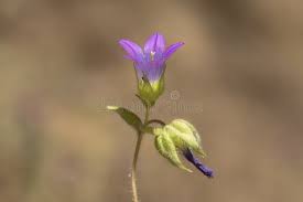 Image result for Campanula strigosa