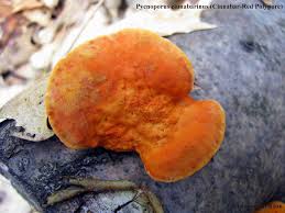 Attēlu rezultāti vaicājumam “Pycnoporus cinnabarinus”