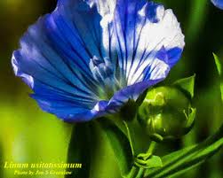 Image result for Linum usitatissimum