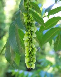 Attēlu rezultāti vaicājumam “Pterocarya fraxinifolia leaf”