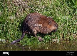 Attēlu rezultāti vaicājumam “Ondatra zibethicus”