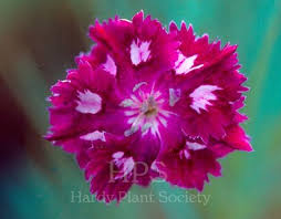 Attēlu rezultāti vaicājumam “Silene x arkwrightii Vesuvius flower”