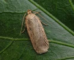 Attēlu rezultāti vaicājumam “Depressaria olerella”