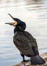 Attēlu rezultāti vaicājumam “Phalacrocorax carbo”