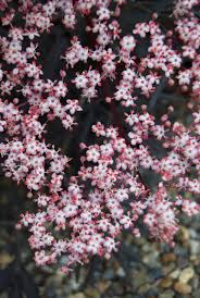 Attēlu rezultāti vaicājumam “Sambucus nigra flower”