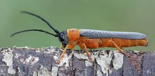 Attēlu rezultāti vaicājumam “Oberea oculata”