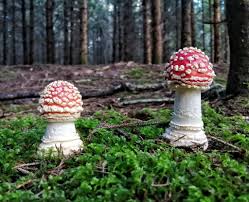 Attēlu rezultāti vaicājumam “Vouauxiomyces santessonii”