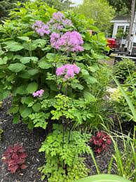 Attēlu rezultāti vaicājumam “Thalictrum aquilegifolium”