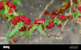 Attēlu rezultāti vaicājumam “Chenopodium polyspermum fruit”