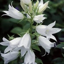 Attēlu rezultāti vaicājumam “Campanula latifolia flower”