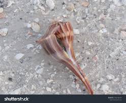 Image result for Sinistrofulgur perversum