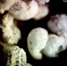 Attēlu rezultāti vaicājumam “Didymium crustaceum macro”