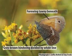 Attēlu rezultāti vaicājumam “Coenonympha tullia underside”