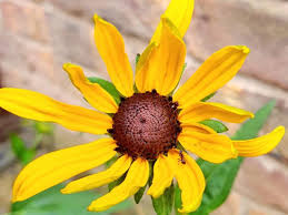 Image result for Rudbeckia fulgida