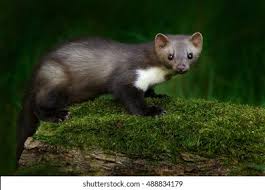 Attēlu rezultāti vaicājumam “Martes martes”