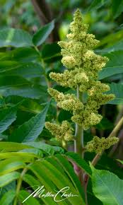 Attēlu rezultāti vaicājumam “Rhus typhina flower”