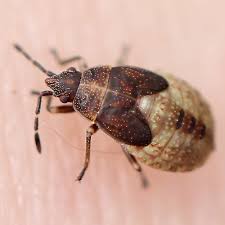 Attēlu rezultāti vaicājumam “Kleidocerys resedae imago”