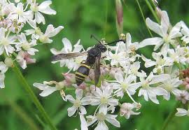 Attēlu rezultāti vaicājumam “Ancistrocerus sp. male”