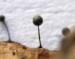 Attēlu rezultāti vaicājumam “Lamproderma gulielmae macro”