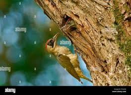 Attēlu rezultāti vaicājumam “Picus viridis nest”