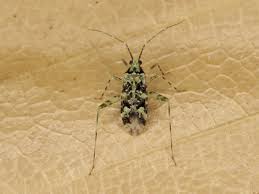 Attēlu rezultāti vaicājumam “Phytocoris tiliae”