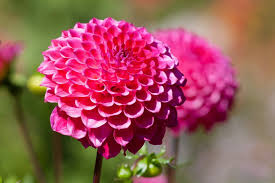 Image result for Dahlia x pinnata `Pompon Lilliput`