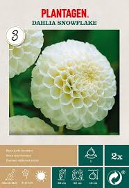 Image result for Dahlia `Snowflake`