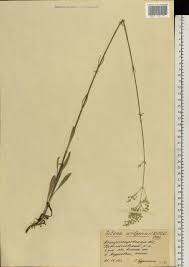 Attēlu rezultāti vaicājumam “Silene wolgensis”