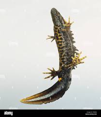 Attēlu rezultāti vaicājumam “Triturus cristatus”