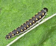 Attēlu rezultāti vaicājumam “Tenthredo mandibularis”