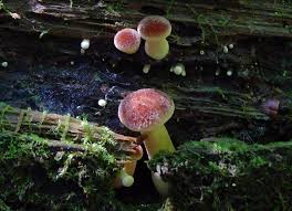 Attēlu rezultāti vaicājumam “Tricholomopsis rutilans”