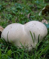 Attēlu rezultāti vaicājumam “Calvatia utriformis”
