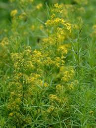Attēlu rezultāti vaicājumam “Galium verum leaf”