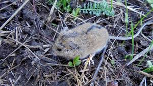 Attēlu rezultāti vaicājumam “Sicista betulina”