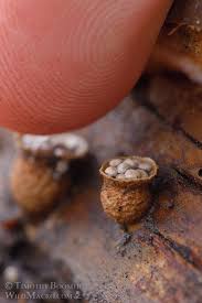 Attēlu rezultāti vaicājumam “Crucibulum laeve”